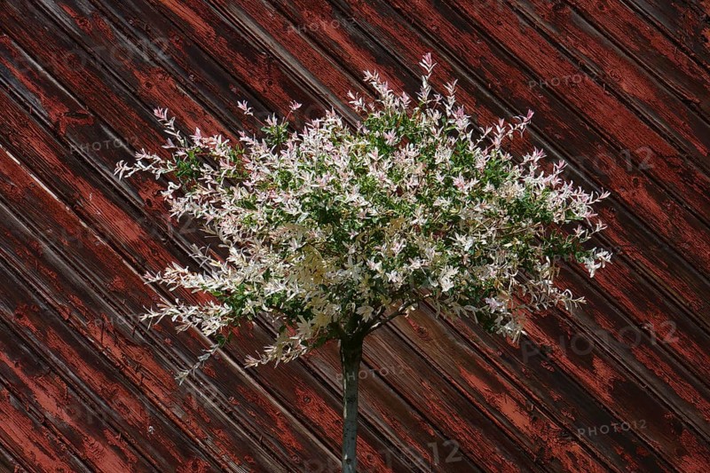 Salix integra