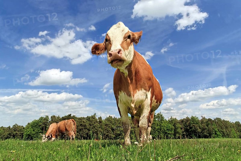 Simmental cows in the meadow