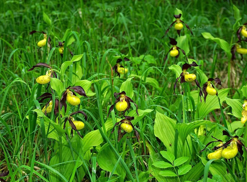 Yellow lady's slipper orchid, Cypripedium calceolus, yellow lady's slipper, yellow lady's slipper orchid
