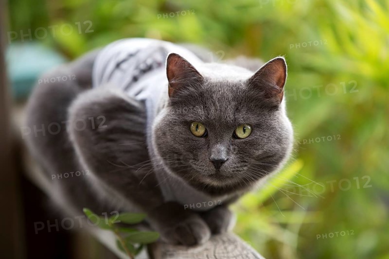 Cat sitting on veranda railing, 2021