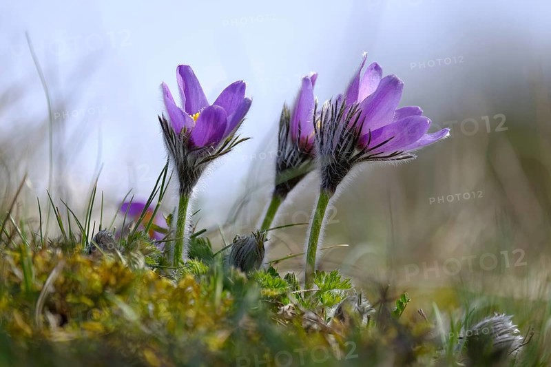 Pasque flower, cow-orchid, Pulsatilla vulgaris