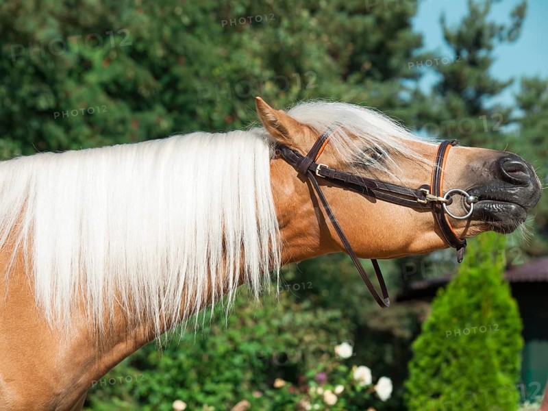 Portrait of beautiful palomino welsh pony