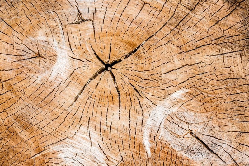 Annual rings on a tree trunk. Symbolic photo for age. Austria