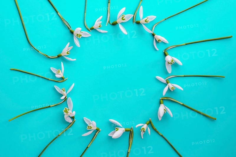 Flat lay composition with snowdrop flowers on color background, copy space for text. Circle made of snowdrop. Holiday mock up greeting card