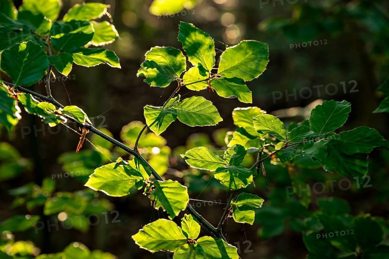 Sunlight illuminates the green leaves of a beech tree (Fagus) and emphasises its fine details, Lower Saxony, Germany, Europe