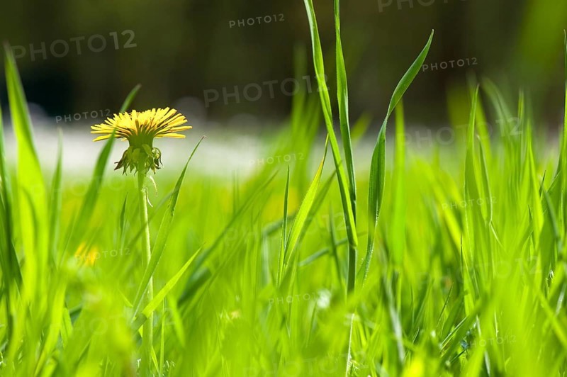 Yellow wild Dandelions in the high nature grass