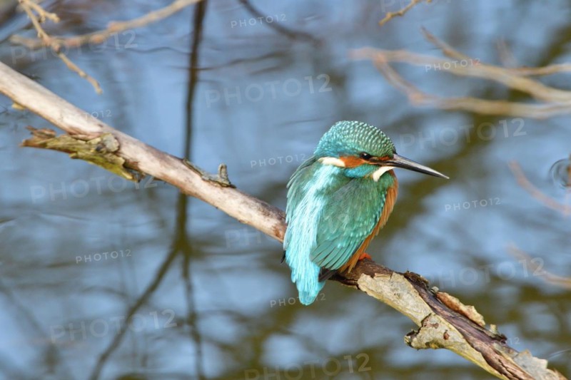 Kingfisher at a lake