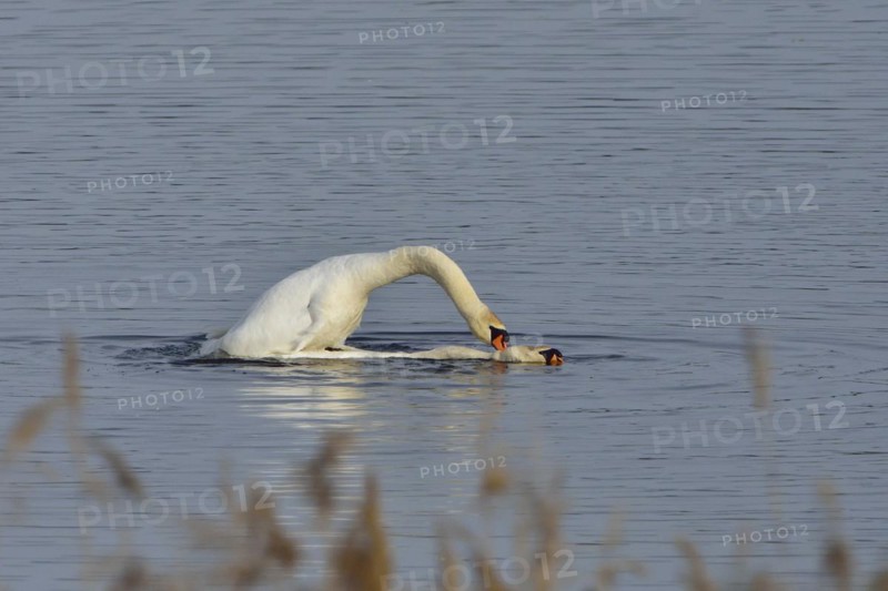 Mute Swan (Mating Pair), Mute Swan (Pair courting)