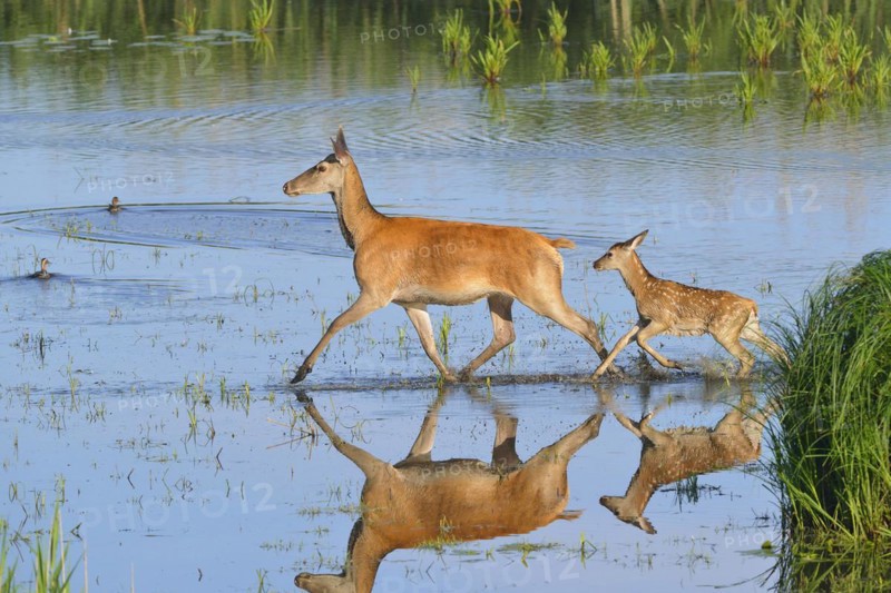 Red deer in Lusatia, near Foerstgen. Red deer with calf. Red Deer Cervus elaphus Germany, Germany, Europe