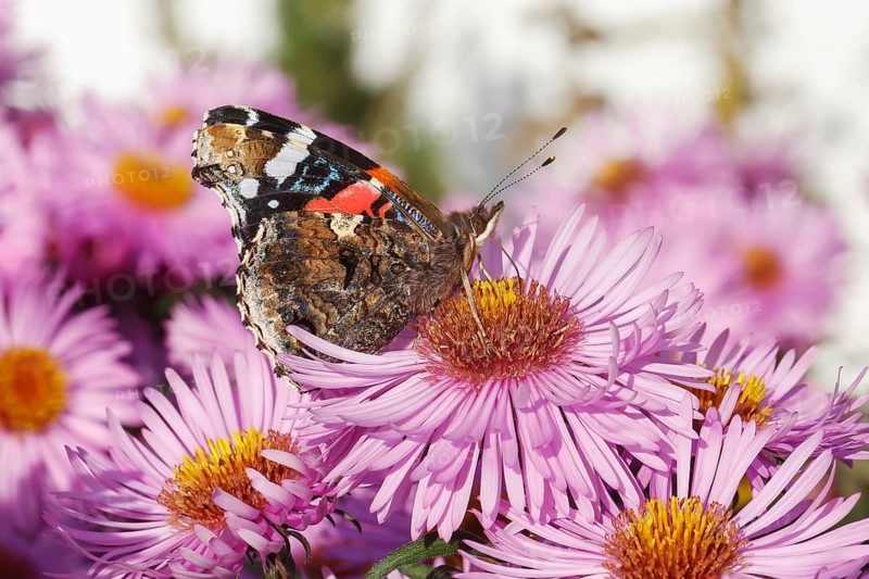 A red admiral butterfly (Vanessa atalanta, red admirable) on a cultivar of the New England aster (Symphyotrichum novae-angliae) with pink flowers. Ventral view