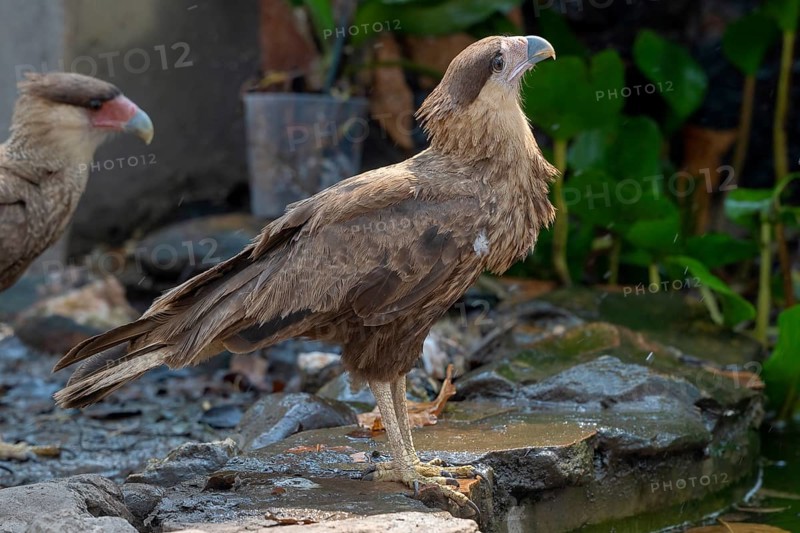 Crested caracara (Caracara plancus), backlight, Pantanal, inland, wetland, UNESCO Biosphere Reserve, World Heritage Site, wetland, Mato Grosso, Brazil, South America