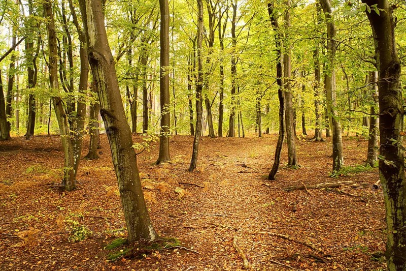Beech forest in the fall. Green and colored leaves. Orange-brown leaves on the forest floor. Forest walk through nature. Landscape shot from the forest