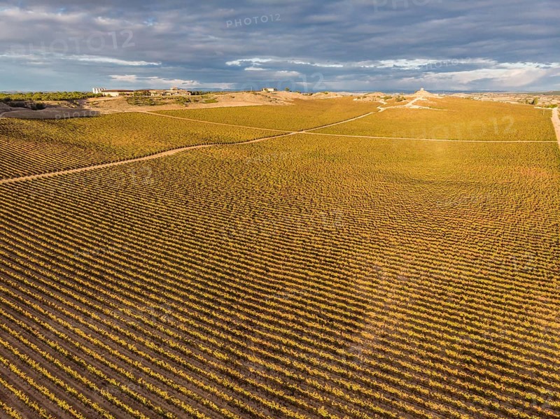 Field of vines, Aranda de Duero, Burgos province, Spain, Europe