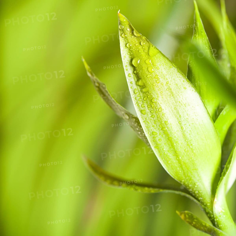 Green bamboo over background, spa concept