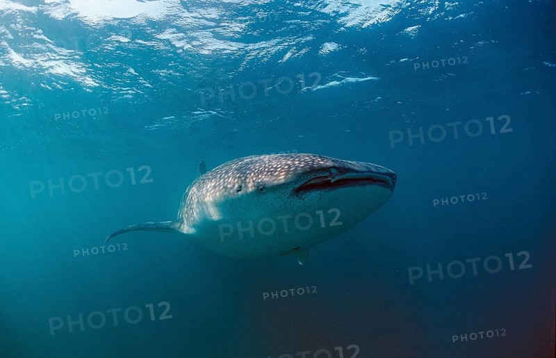 Whale shark, Rhincodon thypus, Kenya, East Africa, Africa, Indian Ocean, Africa