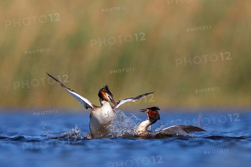 Great Crested Grebe, (Podiceps Scalloped ribbonfish), courtship behaviour, two individuals, Hides de El Taray / Floating Hid, Villafranca de los Caballeros, Castilla La Mancha / Toledo, Spain, Europe