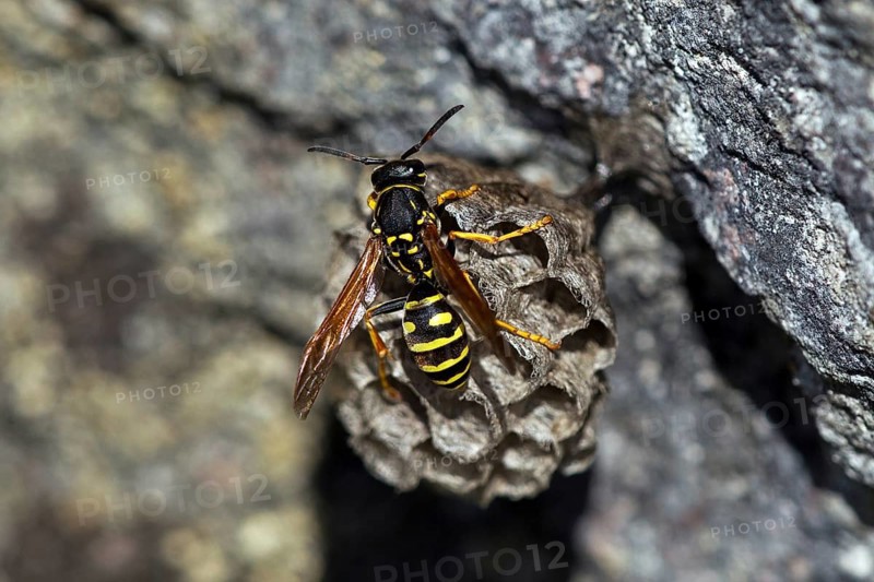 Mountain field wasp (Polistes biglumis), animals, insects, wasp, wasps, field wasp, wasps, hymenoptera, wasp nest, Baden-Württemberg, Federal Republic of Germany