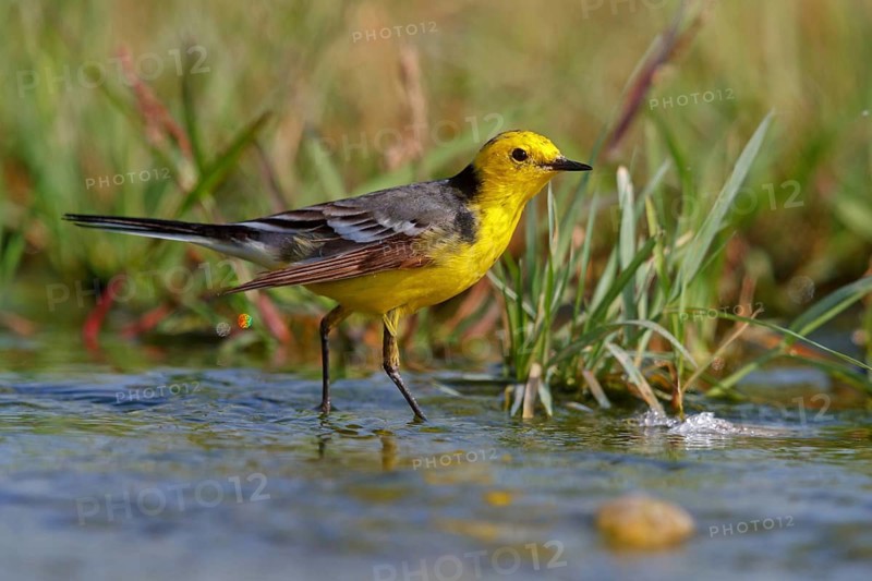 Citrine wagtail, (Motacilla citreola), foraging in a biotope, Middle East, Oman, songbird, family of stilts and pipits, Raysut, Salalah, Dhofar, Oman, Asia