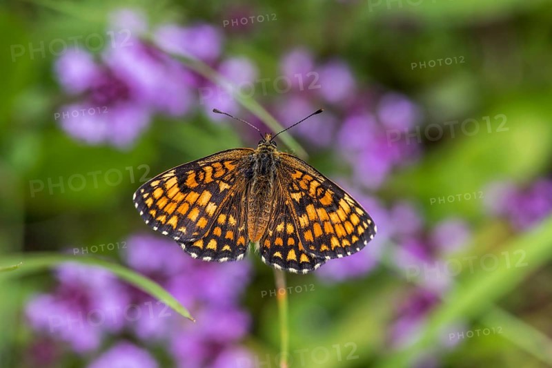 Quail Wheat Fritillary (Melitaea athalia)
