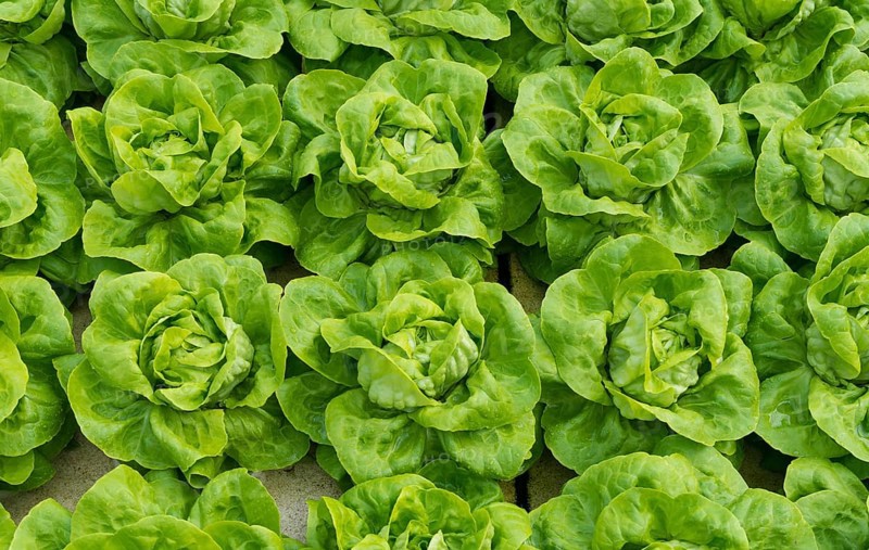 Lettuce ready to harvest in a commercial greenhouse in the netherlands