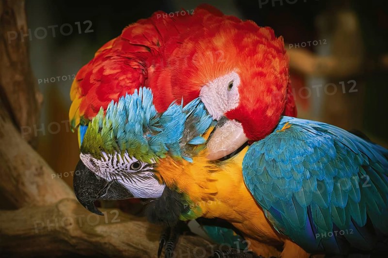 Pair of macaw parrots Varna