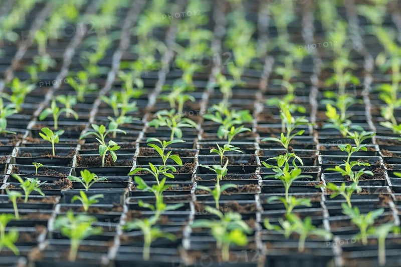 Sprouted Tomato. Potted Tomato Seedlings Green Leaves