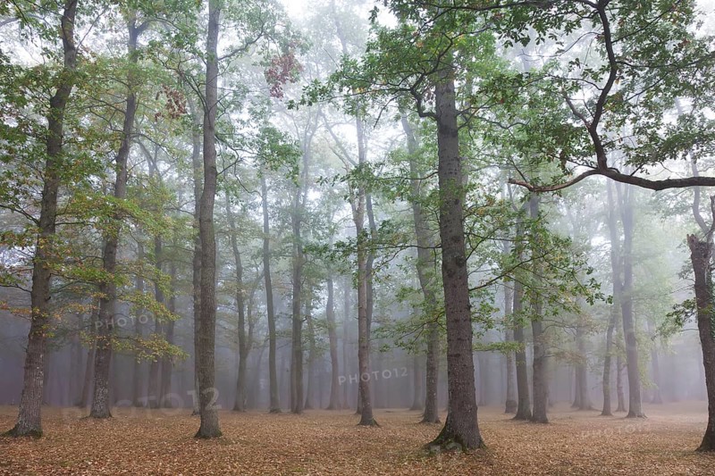Forest in Legutiano, Alava, Spain, Europe