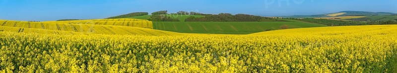 Landscape with yellow rapeseed cultures and green hills, in the beautiful South Moravia region, in the Czech Republic, on a sunny day of summer