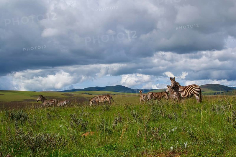Herd of zebra's standing in the plains and nature of Nyika national park, Malawi, Africa, dramatic sky with clouds and landscape, Africa