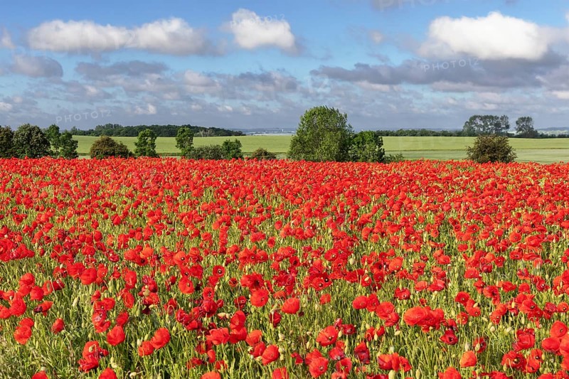 Poppy field with poppies (Papaver rhoeas) near Heiligenhafen in Schleswig-Holstein Landscape with poppy field with red poppies (Papaver rhoeas, flanders poppy) near Heiligenhafen in Schleswig-Holstein, Germany, Europe