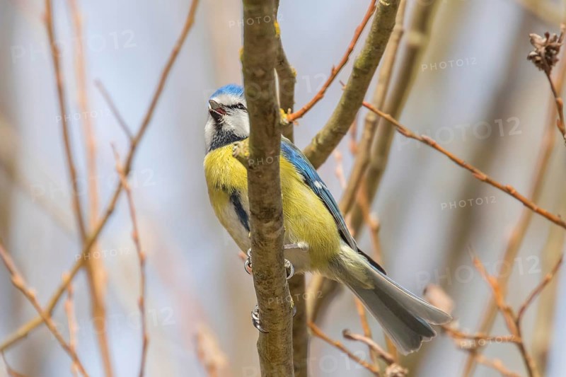 Blue tit on branch, Eurasian blue tit, (Cyanistes caeruleus)
