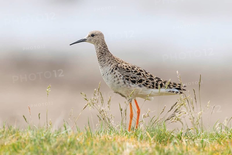 Ruff Bird (Philomachus pugnax) Ruff Wader Bird