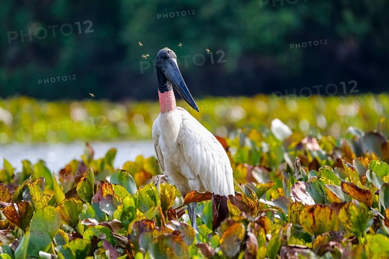 Close up of a Jabiru stork with horse flies around its head, standing in a lagoon with water hyacinths, Pantanal Wetlands, Mato Grosso, Brazil, South America