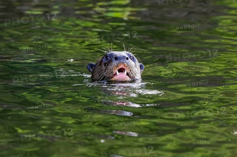 Front view of a Giant Otter, head over water surface, open mouth, Pantanal Wetlands, Mato Grosso, Brazil, South America