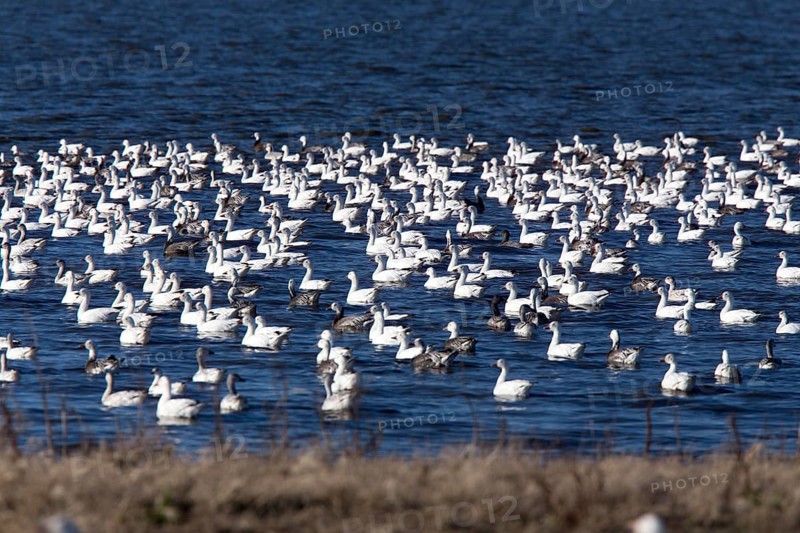 Swarm of Snow Geese in Saskatchewan Canada