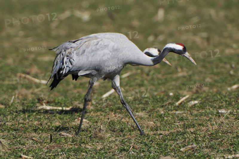 European Crane -Common Crane, Grus grus