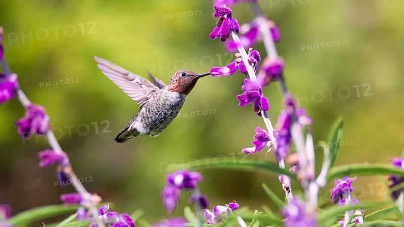 Anna's Hummingbird in Flight, Purple Flowers, Color Image, Day
