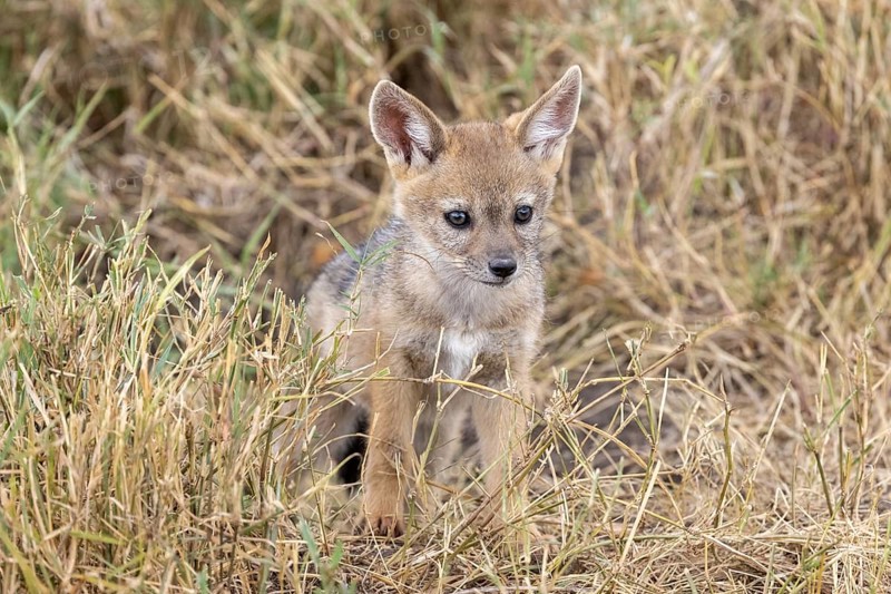 A young black-backed jackal comes out of the den head-on