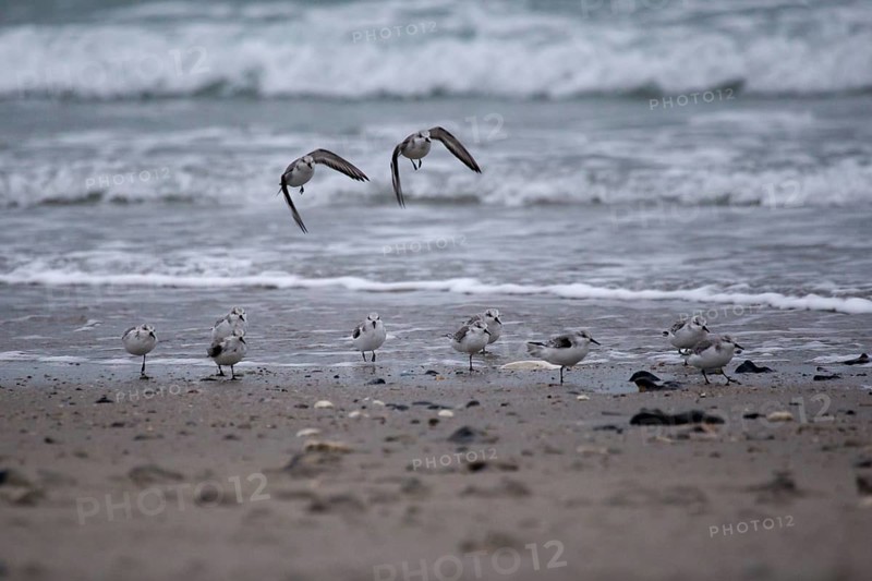 Running and soaring sanderlings on the beach of Heligoland