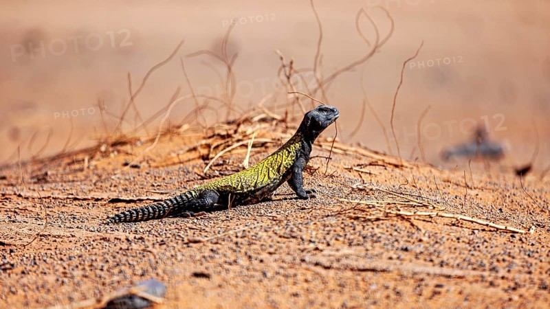 A lizard sits on sandy ground with dry branches in the desert, North African Thorntail Agama (Uromastyx acanthinura) in the Sahara in Algeria