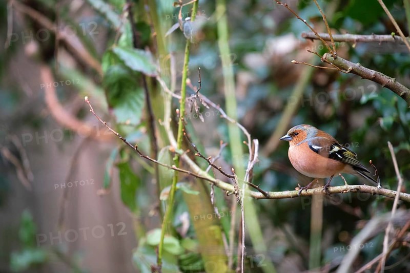 Common male chaffinch in the forest