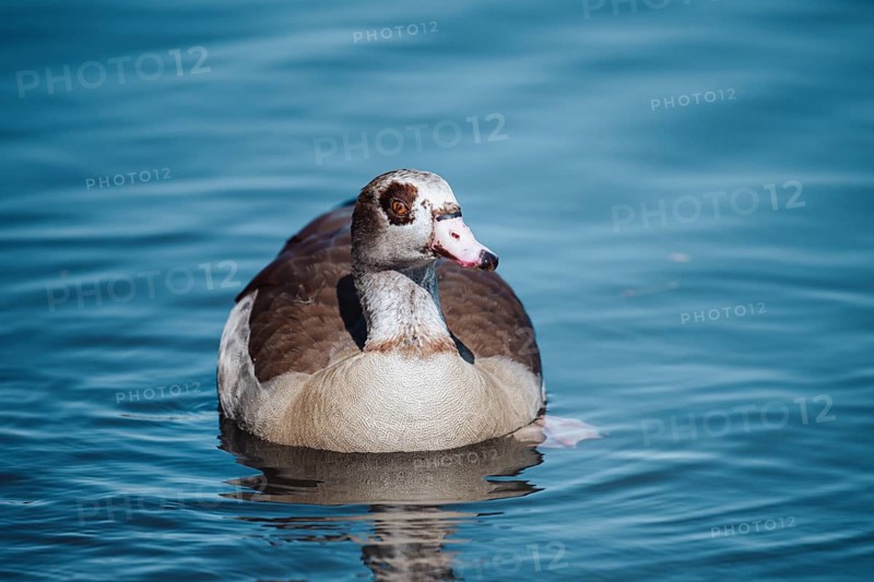 Duck (anatis) Offenbach am Main, Germany, Europe