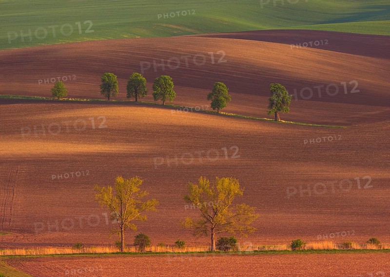 Rural abstract landscape with chestnut alley in South Moravia, Czech Republic, Europe