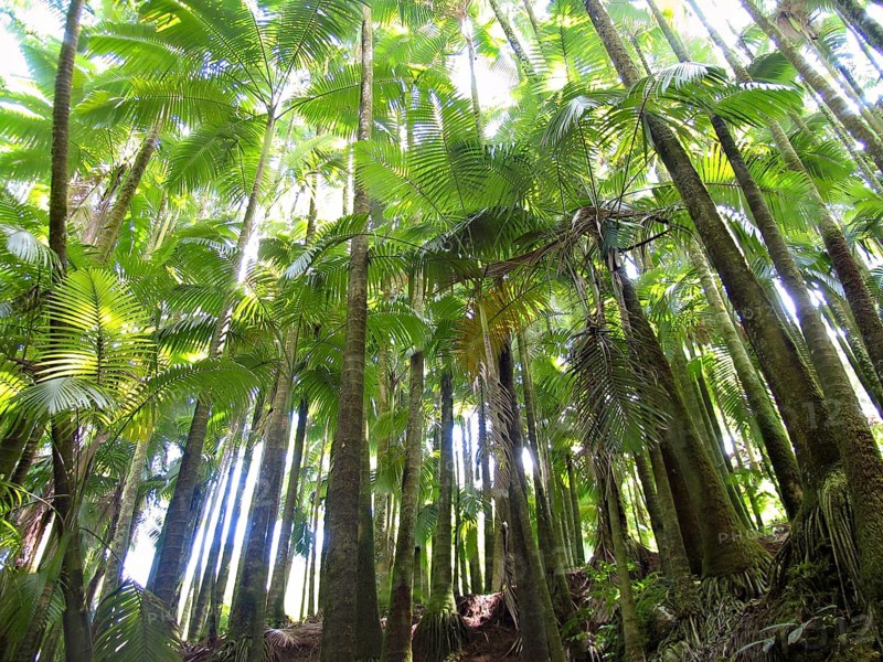 Light falls through palm trees in the rainforest, Big Island of Hawaii, USA USA