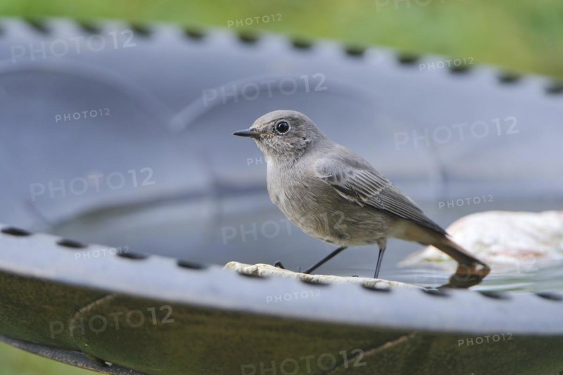 Redstart female, Phoenicurus ochruros, Black Redstart, female