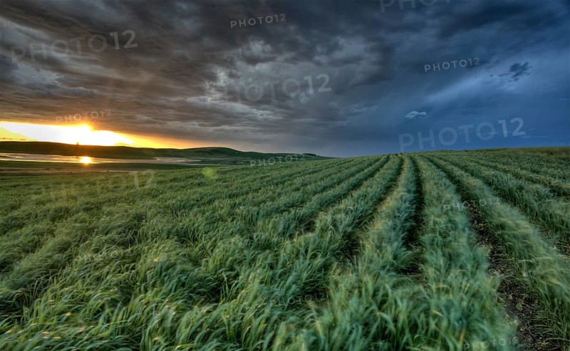 Sunset nad durum wheat crop storm clouds