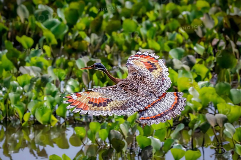 High angle view of beautiful Sunbittern in flight against green background with wonderful patterned spread wings, Pantanal Wetlands, Mato Grosso, Brazil, South America