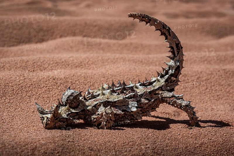 Thorny devil, or thorny devil (Moloch horridus), also Moloch, Shark Bay, Western Australia, Australia, Oceania