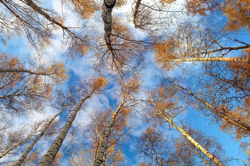 Looking up in a birch trees. Beautiful nature background. Low angle shot