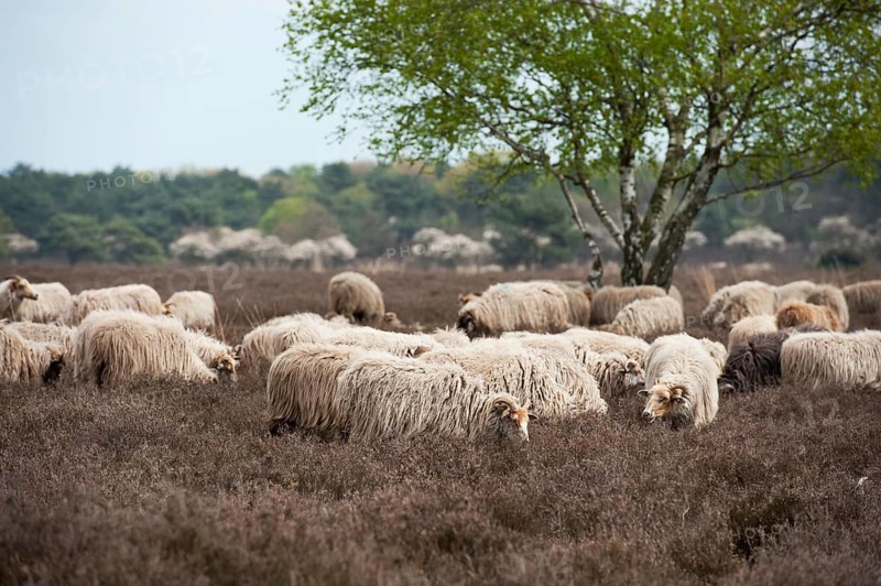 Sheep herd grazing in moorland at spring